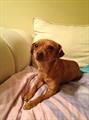 $$$ Reward for Missing Brown Dachshund Chihuahua Dog (Walnut, CA)