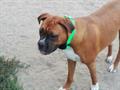  ***LOST*** BOXER *** SUBSTANTIAL REWARD*** (ST FRANCIS)