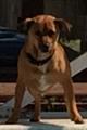 2 Jack Russell Terriers LOST in Navarre (Sandy Beach Neighborhood)