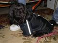 $2000 REWARD FOR THE RETURN OF MY ALL BLACK SHIH TZU CHEWY (3950 MACK RD. S. SAC)