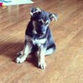 REWARD!!MISSING   FEMALE GERMAN SHEPHARD 3 MONTHS (Greenhaven/Pocket)