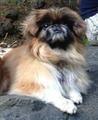   Please reunite this Pekingese with her family (Elk Grove Harrogate/Trenholm/Laguna)