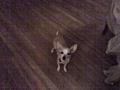 Reward Lost Blonde Chihuahua Female (East Hill)