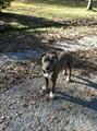 Stolen or missing male blue pit! $500 reward (Hattiesburg kamper park)