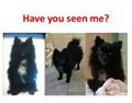 *Reward* Missing Black Pomeranian. PLEASE BRING HIM HOME (Pocket Area)