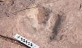 Reward Offered for Stolen Dinosaur Footprint Near Moab 