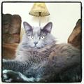 **Missing large gray kitty** (South Medford)