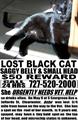 Lost black cat with flabby belly & small head