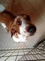Lost female basset hound
