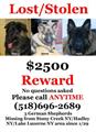 $2500 REWARD LOST/STOLEN 3 Long coat German Shepherds (NY Statewide/anywhere USA)