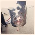 Lost Potbelly Pig (Thawville IL)