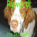STOLEN ~ Dog lost white and red Brittany