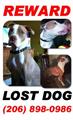 Lost and Loved Rednose PitBoxer Mix **$1000*** (South King County)