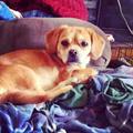 LOST DOG   TAFFY STILL MISSING SINCE 5/5/2014 (Johnsburg IL)