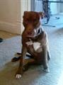 Lost female Pit Bull Terrier REWARD (Sewickley)