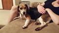 LOST Tri colored beagle 4yrs old Bethany. (Bethany)
