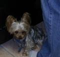 REWARD!!! Lost Yorkie in blue harness   sick & needs meds! (Tampa)