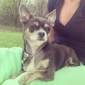 MISSING LOST BLUE CHIHUAHUA! 