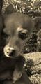 LOST  DOG  Chihuahua   Daytona Beach BEACHSIDE