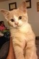 Lost kitten (female, 6 months, cream)   Reward! (East Amherst, Willow Ridge neighborhood)