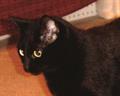 Lost Black Cat w/extra toes REWARD!!! (novato)