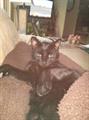Still Missing! Black Cat   REWARD!! (brookfield)