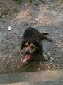 Lost older brown cocker/dachshund dog near Goshen/Elkhart (Goshen)