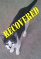 Update: FOUND!!! Lost Cat from Norristown (New Street Norristown, PA)