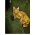 LOST CAT orange tabby $200 REWARD (Manchester, NH)