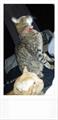 Lost Male Cat S. Bflo (Downing/Julius)