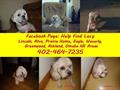 *** $500.00 REWARD FOR THE SAFE RETURN OF LUCY!! *** (Lincoln Waverly)