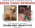 HAVE YOU SEEN THESE MISSING DOGS?!! (from Hartford, CT)