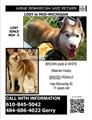 LARGE REWARD**LOST SIBERIAN HUSKY (Midland but could be anywhere)