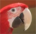 GREENWING MACAW PARROT