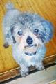 Lost / Stolen Hospice Therapy Teacup Poodle (Fayetteville) 