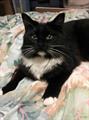 LOST CAT Black and White $500 REWARD! (Santa Clarita)