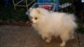 Lost dog White pomeranian $1000 Reward (Astoria)