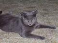 $500 reward, Lost, Solid Gray Male Cat, New Riegel Area (CR 6, TR 61 Frenchtown, OH)