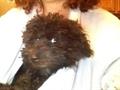 LOST TOY POODLE MALE BLACK (AUGUSTA AND HOMAN)