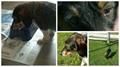 LOST Beagle Dachshund MIX  Female (Detroit)