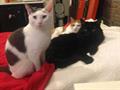 Lost my 3 Cats Please Help!!!! (Greenbay)