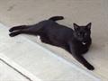 Lost Black Cat Near NE Fort Wayne (Walden Addition)