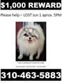*** REWARD $1,000 *** Missing White Pomeranian w/ Freckled Faced (pacific palisades)