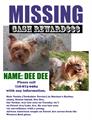 Lost Yorkie (Yorkshire Terrier) Staten Island, NY
