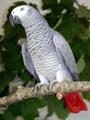 Lost African grey parrot (Decatur in)
