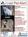 REWARD Missing American Bulldog (Butler Tarkington)